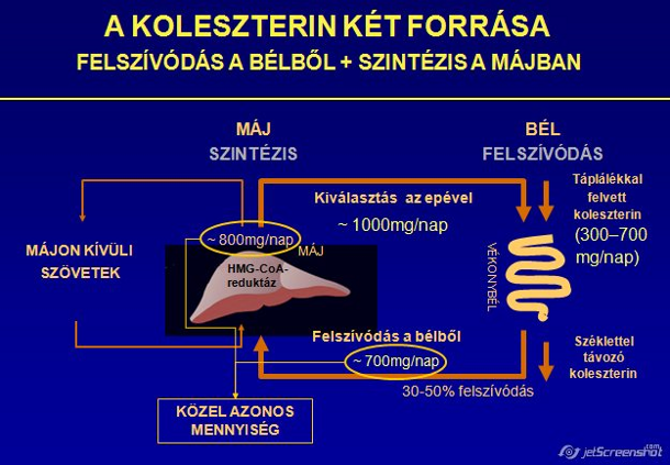 A koleszterin két forrása