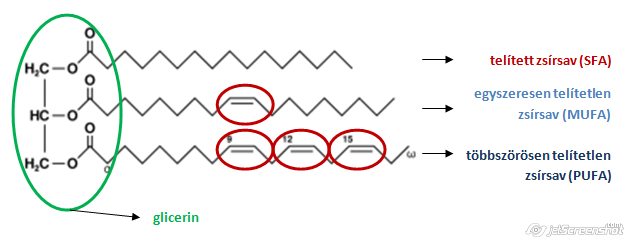 A zsírok és olajok telítettség szerinti besorolása - Egyszeresen telítetlen zsírok fogyókúrára